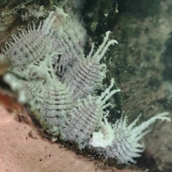 Pseudococcus cryptus